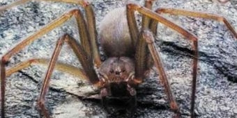 ​Waspada! Laba-laba yang Gigitannya Bikin Daging Manusia Membusuk Sembunyi di Perabot