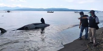 Ikan Paus Orca Terdampar di Pantai Bangsring Banyuwangi