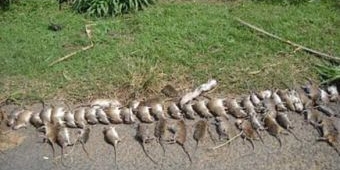 Leptospirosis Serang Lima Kecamatan di Pacitan, 8 Orang Meninggal Dunia