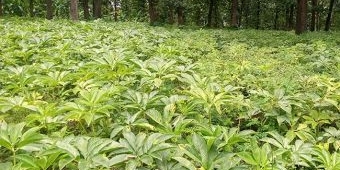 Harga Terjun Bebas, Petani Porang di Kare Madiun Menjerit