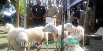 PPK, PPS dan TPS dengan Kehadiran Pemilih Tertinggi di Pilkada Sidoarjo Dihadiahi Kambing