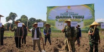 Lewat Benih Tebu Panjalu, Kementan Perkuat Swasembada Gula