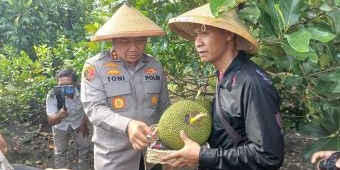 Ikut Panen Raya di Kawasan Agroforestry Ngawi, Kapolda Jatim Cicipi Nangka Jingga