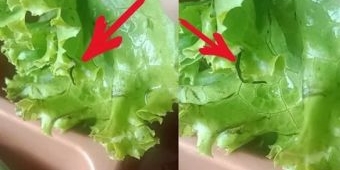 Wali Siswa di Sukodadi Lamongan Temukan Ulat pada Menu MBG