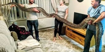 Pemilik 'Python Burma' Terbesar di Dunia, Minta Sumbangan Kelinci untuk Disantap Ular