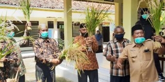 Panen Perdana Uji Coba Padi Hidroganik Kerja Sama Petani Giligenting dengan ITS, Begini Hasilnya 