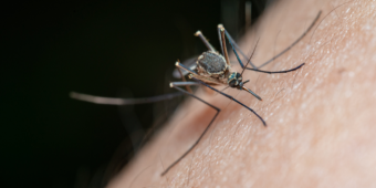 Satu Keluarga Bisa Bahaya! 5 Tanaman di Pekarangan ini Sangat Disukai Nyamuk