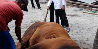 Idul Adha, Momen Tepat untuk Ajarkan Nilai yang Terkandung Dalam Berkurban kepada Anak