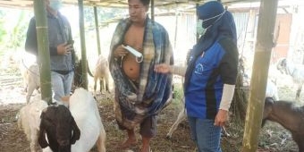 Jelang Idul Adha, Disnak Ketahanan Pangan Kabupaten Pasuruan Sidak Pedagang Hewan Kurban