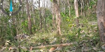 Heboh Kabar Kemunculan Harimau di Kawasan Hutan Tulungagung Selatan, ini Langkah BKSDA