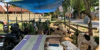Jelang Iduladha 2024, Penjual Hewan Kurban di Sumenep Rasakan Hal ini