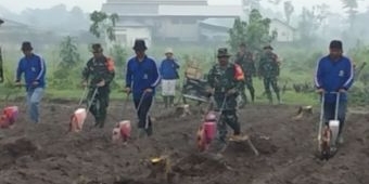 TMMD ke-127 Dorong Ketahanan Pangan, TNI dan Pemkab Kediri Tanam Jagung di Desa Gadungan