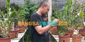Pembibitan Anggrek Berlahan Kecil di Kota Batu ini Beromzet Jutaan Rupiah