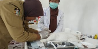 Peringati Hari Rabies, Puluhan Kucing Jantan di Kota Blitar Dikebiri