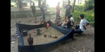 ​Gerebek Judi Sabung Ayam di Jatirogo, 25 Pelaku Kalang Kabut Dikejar Petugas
