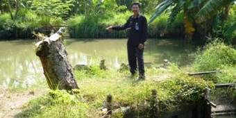 Budidaya Ikan Tawar di Sidoarjo Gulung Tikar