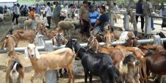 Jelang Hari Raya Idul Adha, Disnak Perketat Pengawasan Hewan Kurban