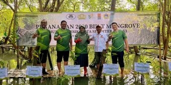 PII dan GCS Tanam 2.000 Bibit Mangrove di BMC Ujungpangkah