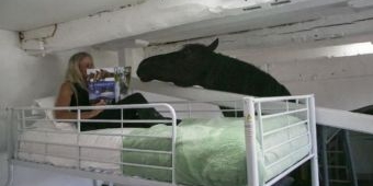 Di Penginapan Ini, Bisa Bacakan Dongeng sebelum Tidur untuk Kuda