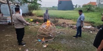 Aduan Warga, Polsek Tulangan Bongkar Arena Judi Sabung Ayam di Sidoarjo