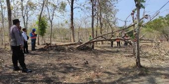 Antisipasi Gangguan Lalu Lintas, Perhutani KPH Ngawi bersama Polisi Lakukan Penebangan Pohon