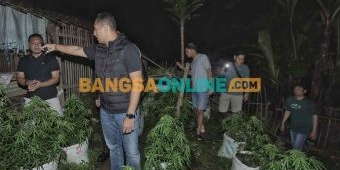 Polisi Ungkap Ladang Ganja di Blitar Usai Tangkap Pelaku Aksi Anarkis