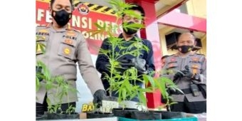 Tanam Ganja di Ladang dan Hendak Dijual, 10 Warga Probolinggo Diamankan Polisi