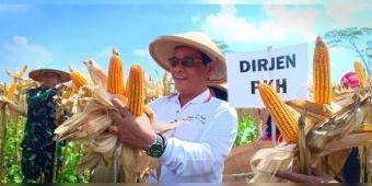 Panen Raya Jagung di Blitar, Kementan Fasilitasi Kerja Sama Petani dan Peternak