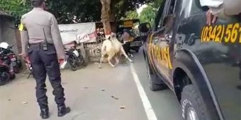 Sempat Seruduk Polisi, Sapi Kurban yang Mengamuk di Kota Blitar Akhirnya Ditembak 