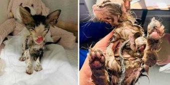 Keji, Buang Anak Kucing, Dilaburi Lem Dulu