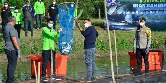 Terapkan Silvofischery, Pemkot Surabaya Panen 1,25 Ton Ikan Bandeng di Mangrove Wonorejo