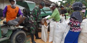 TMMD ke-104 di Parengan, Satgas Bantu Petani Jagung