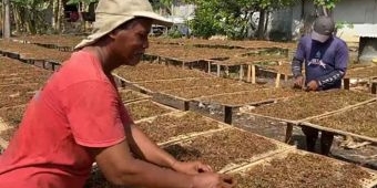 Harga Tembakau Turun, DKPP Bojonegoro Klaim Petani Masih Untung