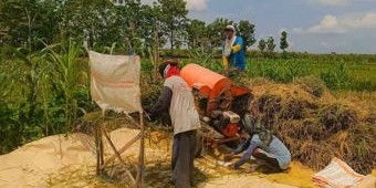 Petani Bojonegoro Pilih Jual Gabah di Tengkulak, Harga Tembus Rp7.200 per Kilogram