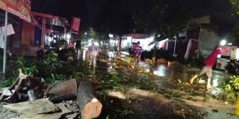 Puluhan Pohon Tumbang Diterjang Puting Beliung, BPBD Kota Kediri Lakukan Evakuasi