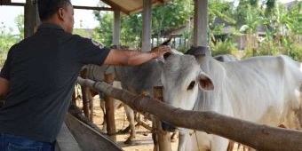 Harga Hewan Kurban di Bojonegoro Mulai Naik