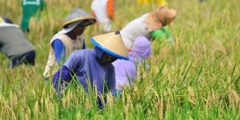 Disperta Bojonegoro Minta Petani Gunakan Pupuk Organik untuk Suburkan Tanah