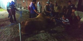 Sapi Kurban di Gresik Stres, Petugas Evakuasi dengan Tembakan Bius