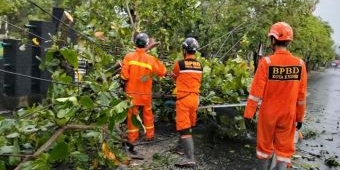 Hujan Lebat dan Angin Kencang Sejumlah Pohon Tumbang di Kota Kediri