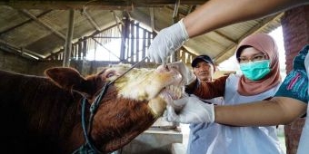 Pastikan Kelayakan Hewan Kurban, Bupati Kediri Kerahkan Petugas ke Kandang Peternak
