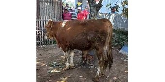 Polres Batu Salurkan Puluhan Hewan Kurban untuk Masyarakat