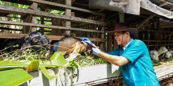 Jelang Iduladha, DKPP Kediri Gencar Lakukan Pemantauan Hewan Kurban di Penjual Dadakan