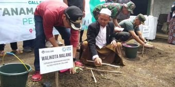 Tanam 10 Ribu Bibit Pepaya Calina, Ponpes Manajer Tholabie Ciptakan Kampung Buah