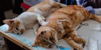 126 Kucing di Jakarta Utara Disterilisasi