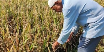 Tanaman Padi ​Diduga Terserang Wereng Cokelat, Petani di Kediri Merugi