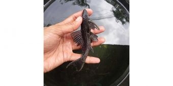 Pakar dari Pasuruan ini Ungkap Cara Kendalikan Ikan Sapu-Sapu