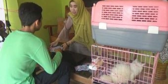 Permintaan Jasa Titip Kucing Selama Musim Mudik Meningkat, Kucing Tetap Terawat