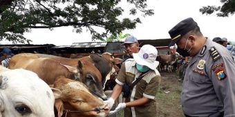 Ratusan Ekor Sapi di Tuban Terjangkit PMK