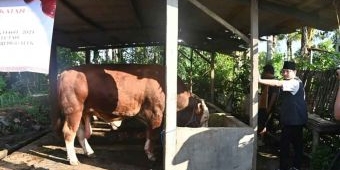 Bupati Trenggalek Tinjau Kandang Sapi di Desa Gembleb