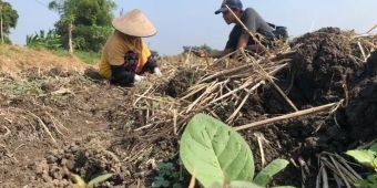 Musim Tanam Tembakau Tiba, Permintaan Air Tangki di Sampang Melonjak
